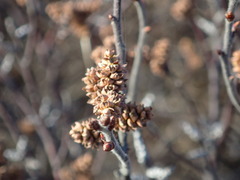 Myrica gale tomentosa