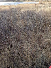 Myrica gale tomentosa