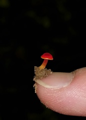 Hygrocybe minutula