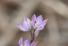 Thelymitra alcockiae