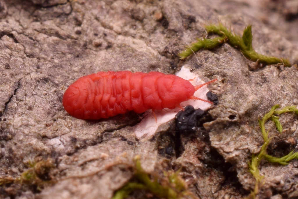 Kuwaniidae