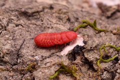 Neosteingelia texana