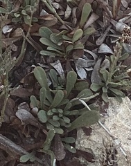 Limonium virgatum