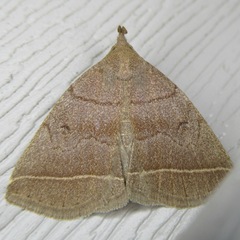 Zanclognatha obscuripennis