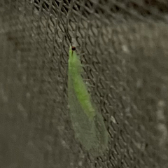 Ceraeochrysa lineaticornis