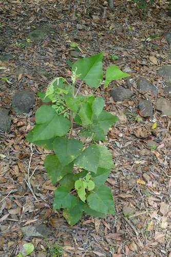Macaranga involucrata observed 2022-10-30