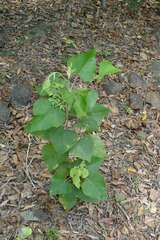Macaranga involucrata