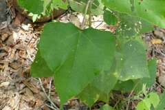 Macaranga involucrata