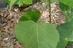 Macaranga involucrata