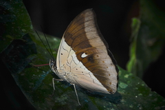 Archaeoprepona meander megabates