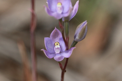 Thelymitra alcockiae