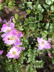 Boronia microphylla