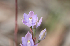 Thelymitra alcockiae