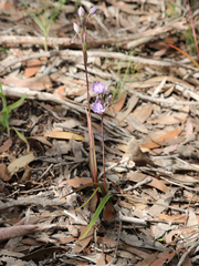 Thelymitra alcockiae