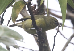 Hemignathus wilsoni