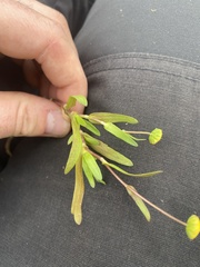 Cotula coronopifolia