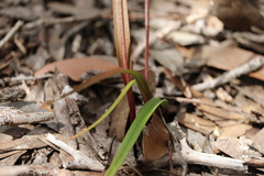 Thelymitra alcockiae