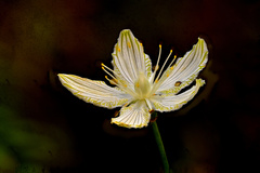 Parnassia grandifolia