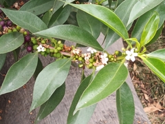 Myoporum laetum