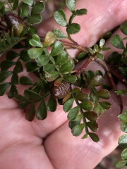 Boronia microphylla