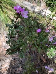 Boronia microphylla