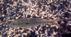 Mulloidichthys flavolineatus