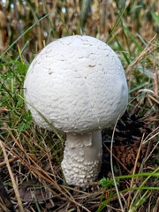 Agaricus crocodilinus