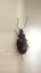 Peronomerus nigrinus