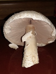 Agaricus crocodilinus