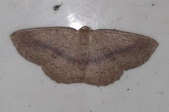 Sabulodes colombiata