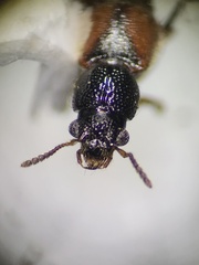 Bledius