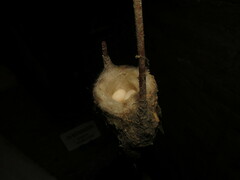 Chlorostilbon lucidus