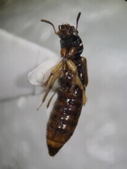 Bledius