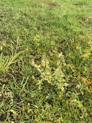 Cerastium glomeratum