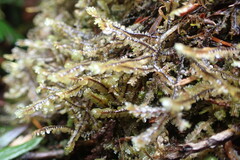 Macrodiplophyllum rubrum