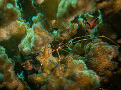 Stenorhynchus debilis