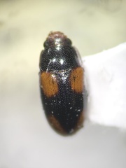 Dacne quadrimaculata