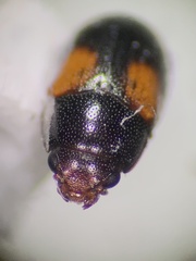 Dacne quadrimaculata