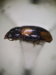 Dacne quadrimaculata