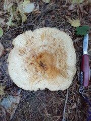 Lactarius scrobiculatus