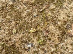 Tanyzancla argutella