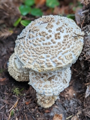 Amanita magniverrucata