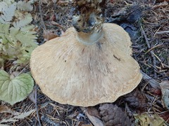 Lactarius scrobiculatus