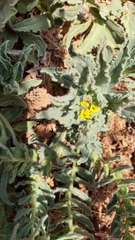 Alkanna orientalis