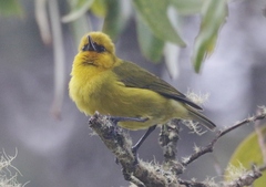 Hemignathus wilsoni