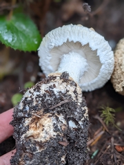 Amanita magniverrucata