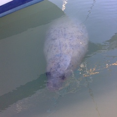 Trichechus manatus