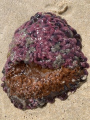 Phlyctenactis tuberculosa