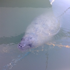 Trichechus manatus