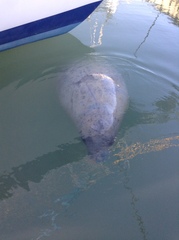 Trichechus manatus